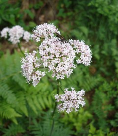 Kozłek  lekarski (Valeriana officinalis)